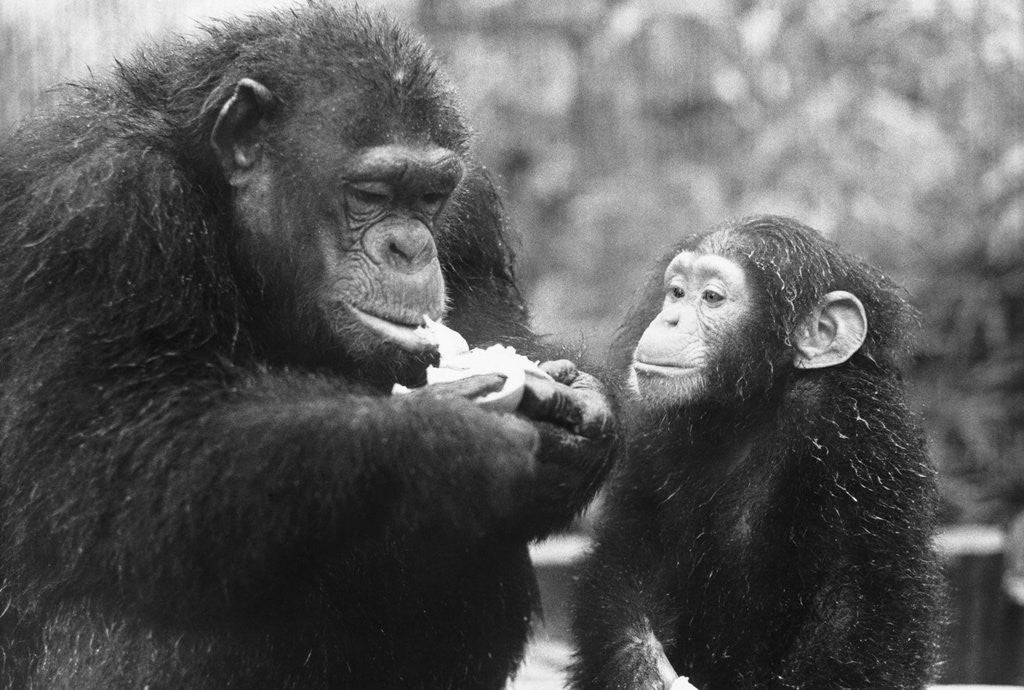Detail of Chimpanzee With Her Young by Anonymous
