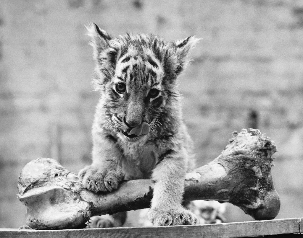 Detail of Tiger Cub With Large Bone by Corbis