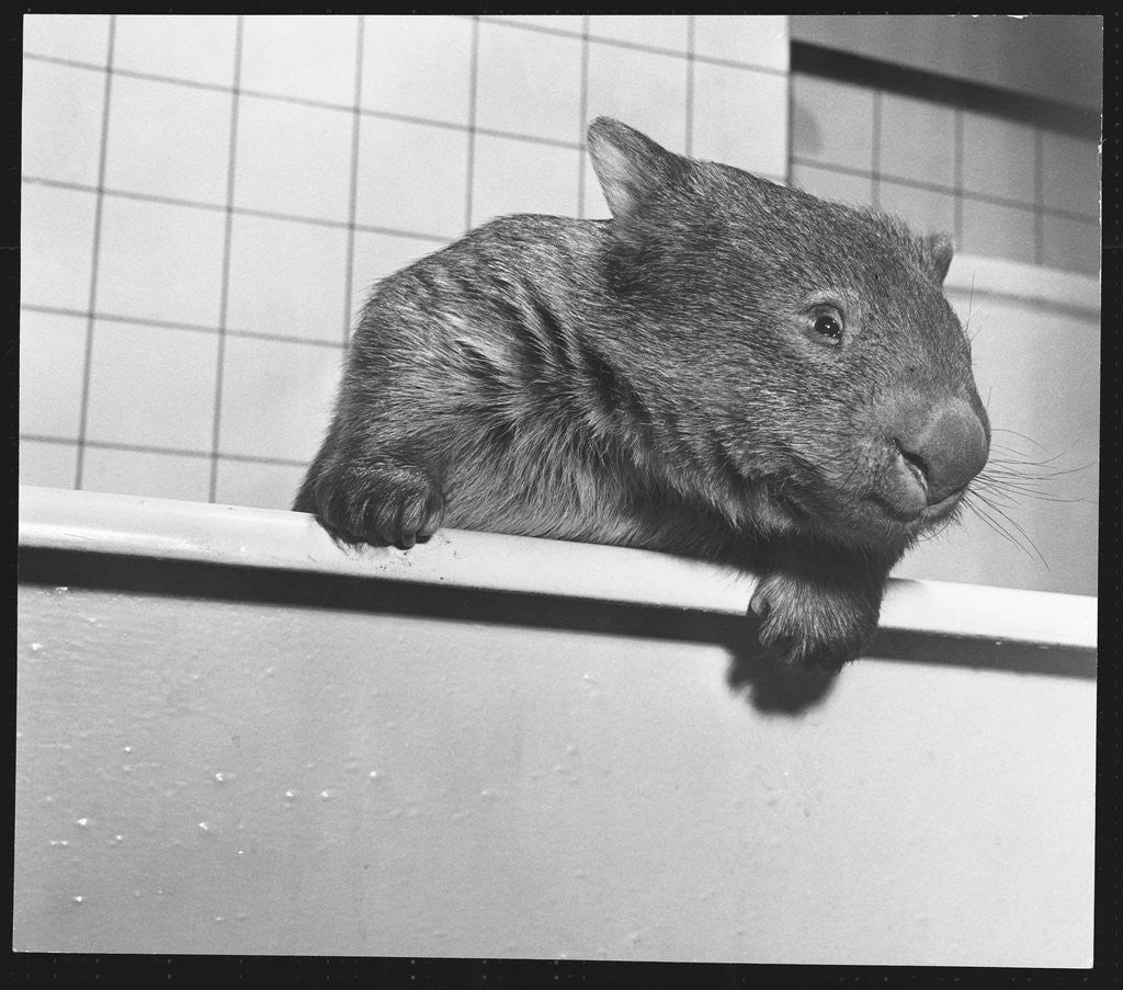 Detail of Wombat in a Bathtub by Anonymous