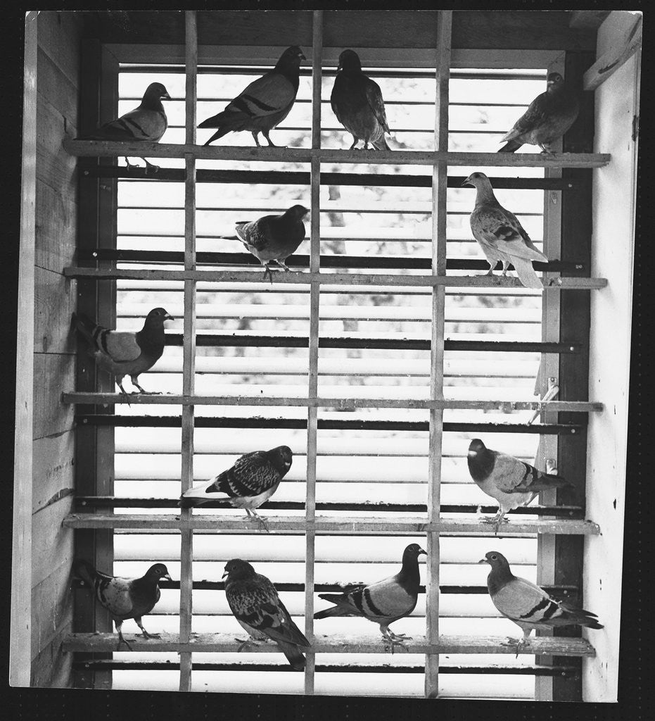 Detail of Young Pigeons in a Loft by Anonymous