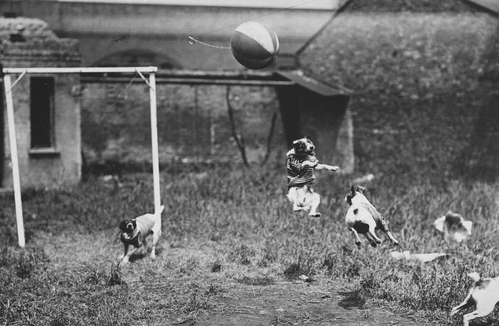 Detail of Dogs Playing Soccer by Anonymous