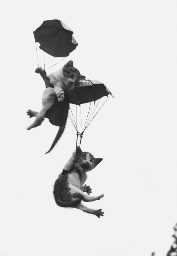 Detail of Parachuting Kittens by Anonymous