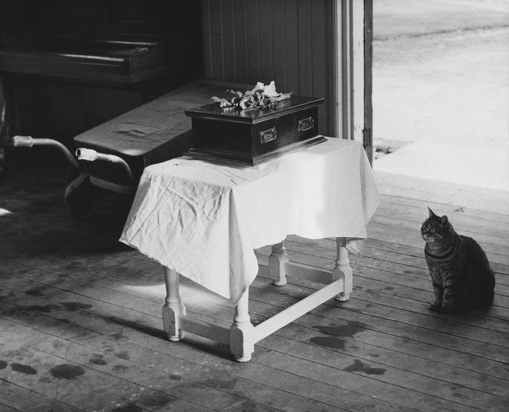 Detail of Cat Pays Final Respects by Anonymous