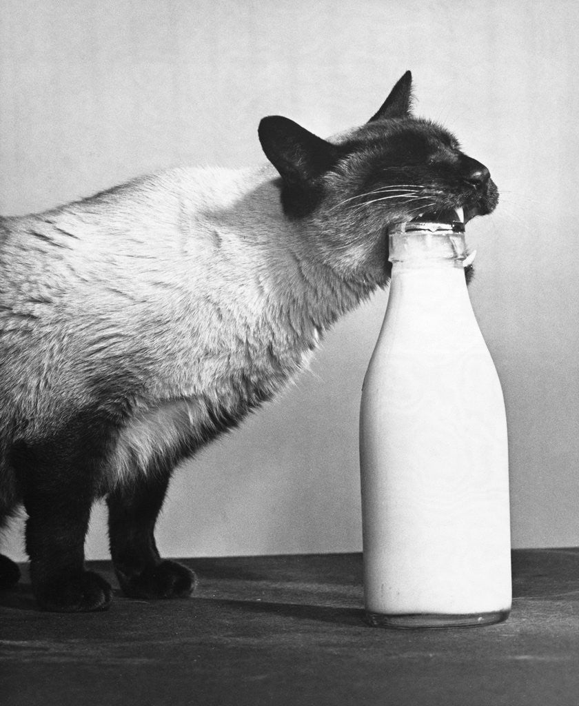 Detail of Cat Thief by Anonymous