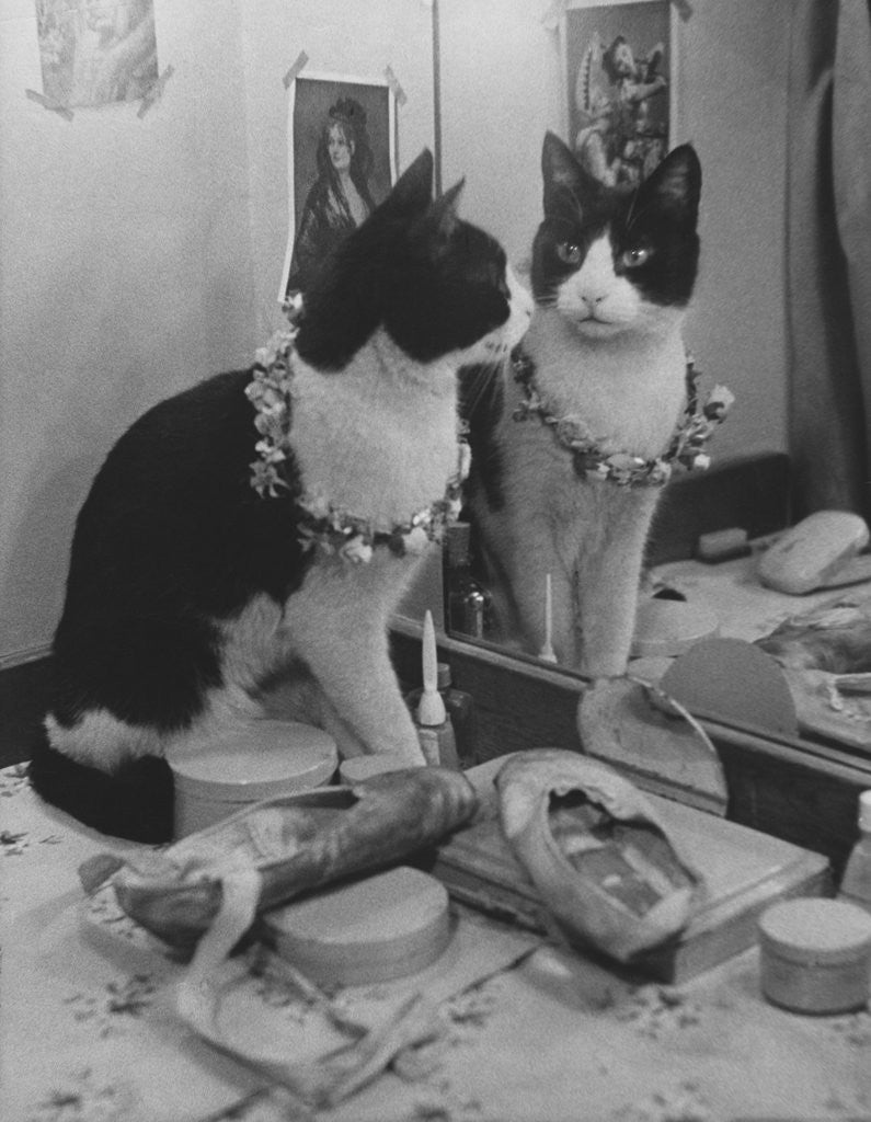 Detail of Stage Cat by Anonymous