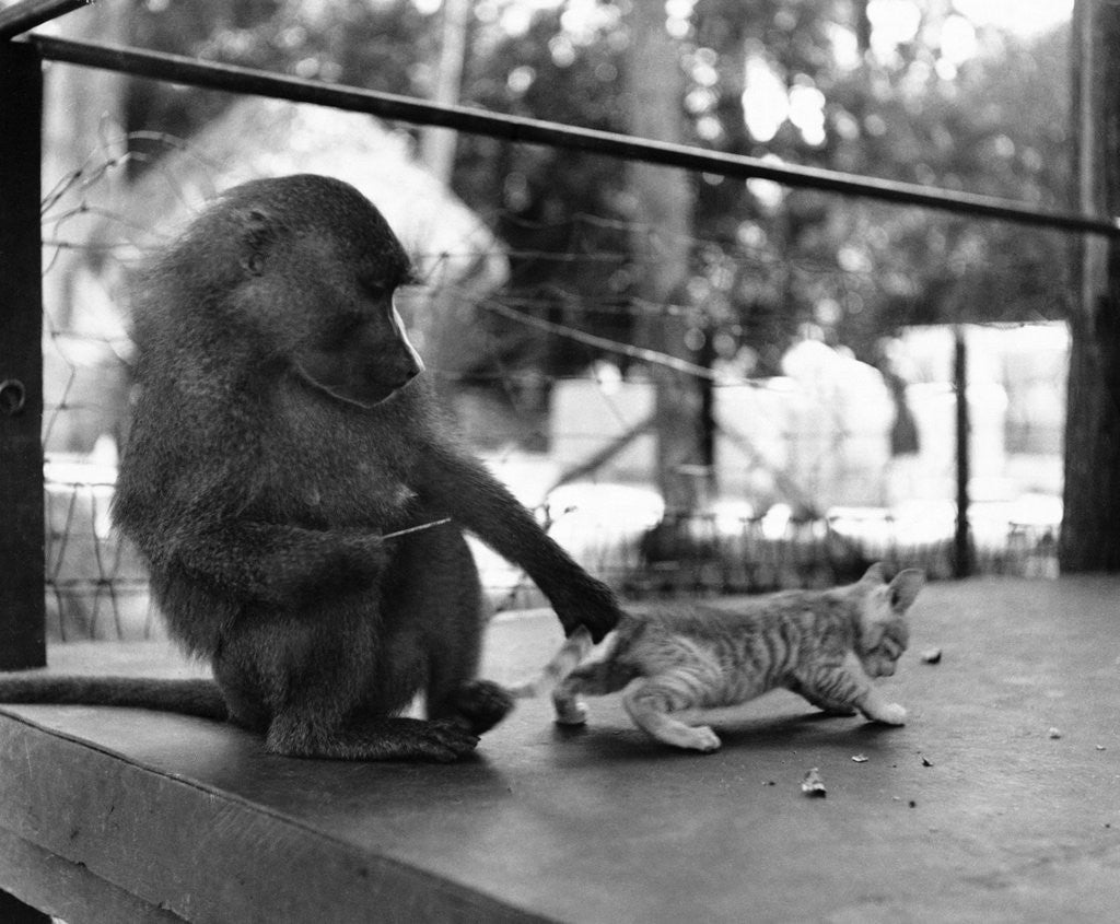 Detail of Baboon Pulls a Kitten's Tail by Corbis