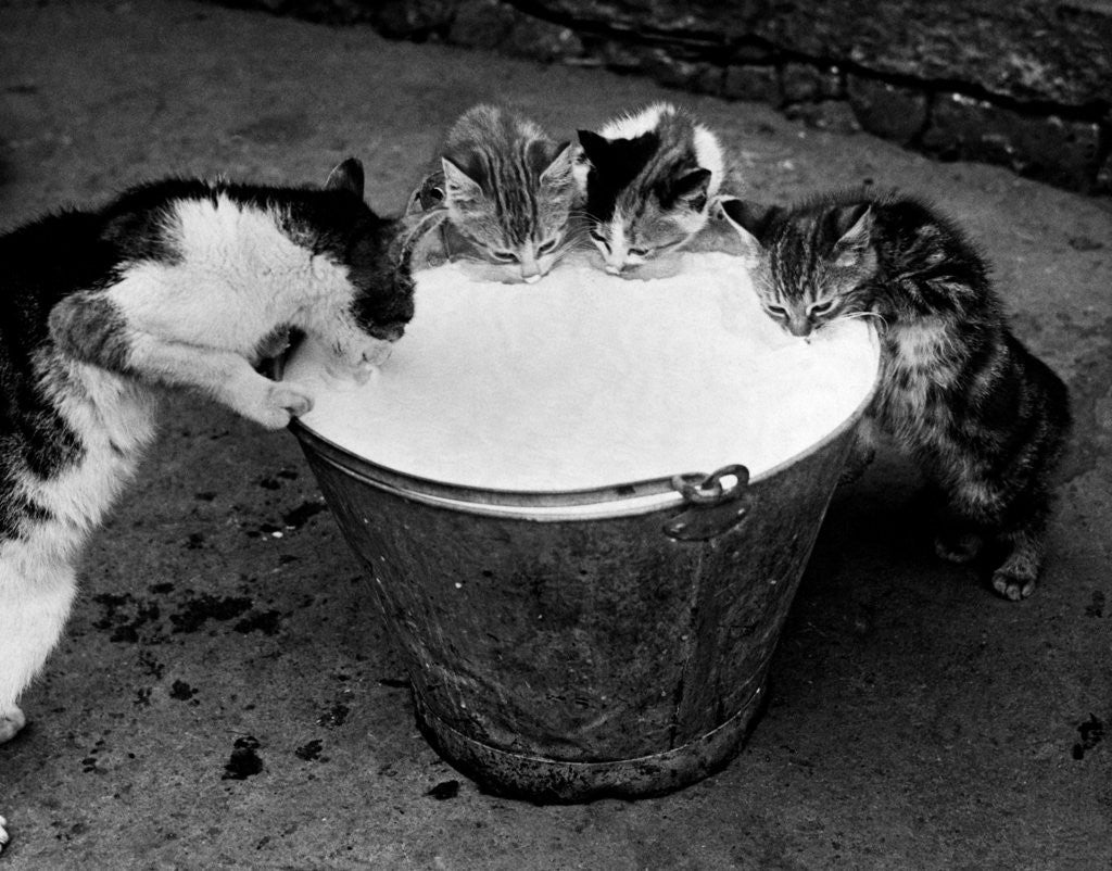 Detail of Kittens Slurping from a Pail of Milk by Anonymous