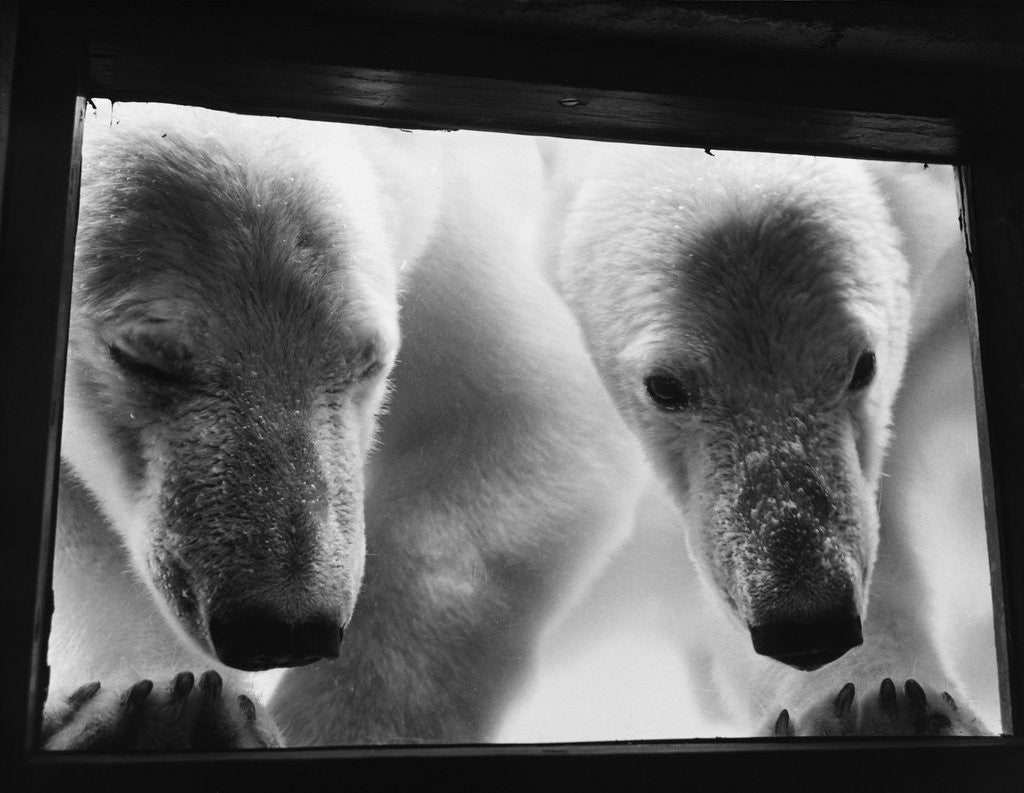Detail of Young Polar Bears at Pool Window by Corbis