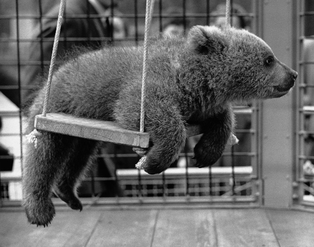 Detail of Princess Anne's Bear on His Swing by Anonymous