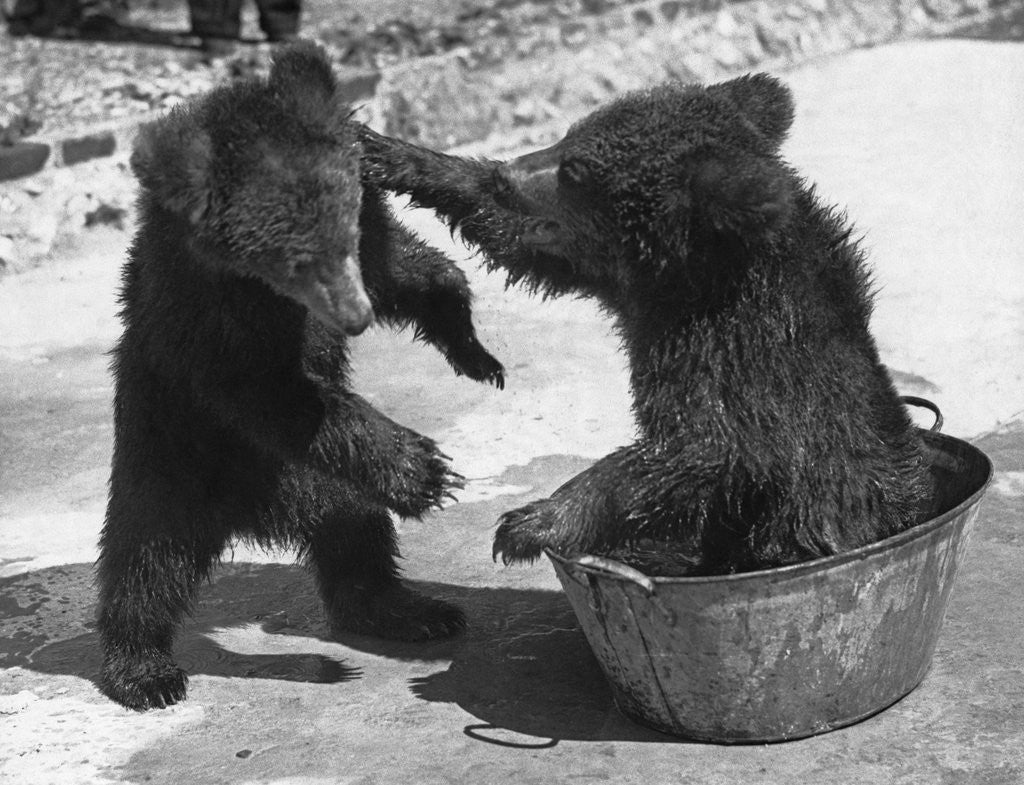 Detail of Russian Bear Cubs Come to Blows by Anonymous