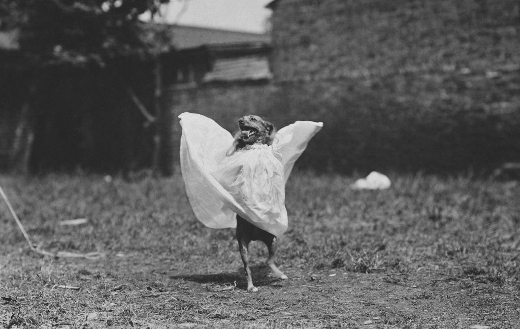 Detail of Dancing Dog by Anonymous