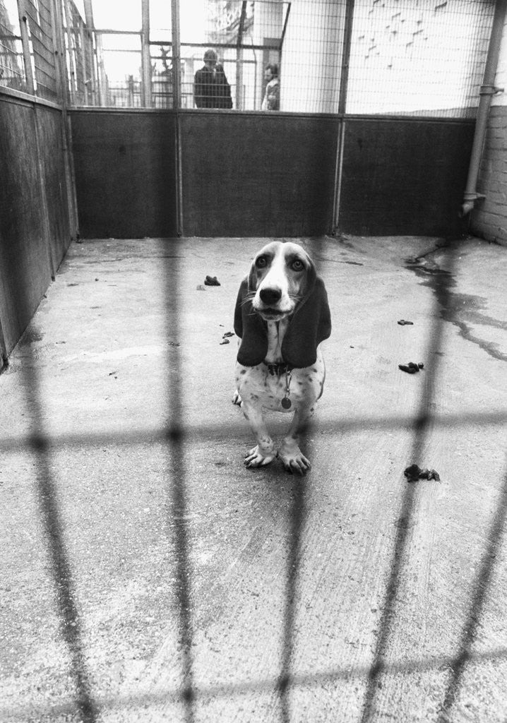 Detail of Beagle at Battersea Dog's Home by Anonymous