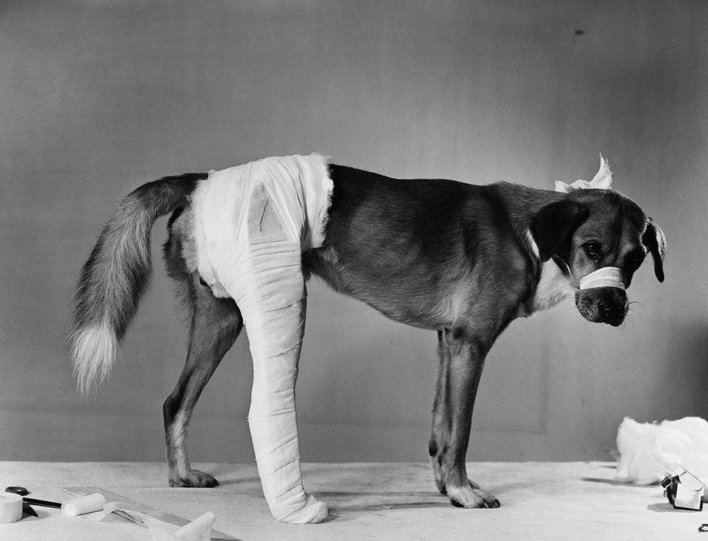 Detail of Dog With Bandaged Hind Leg by Anonymous