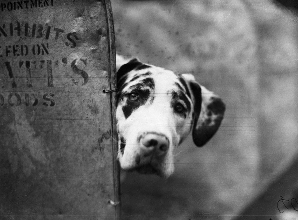 Detail of Zastur of Sudbury Peeking Around Corner by Anonymous