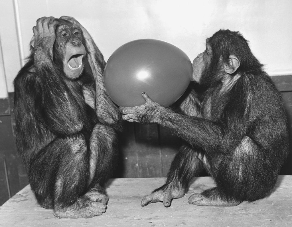 Detail of Chimpanzee Inflates a Balloon by Anonymous
