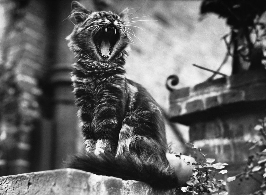 Detail of A Tired Cat by Anonymous