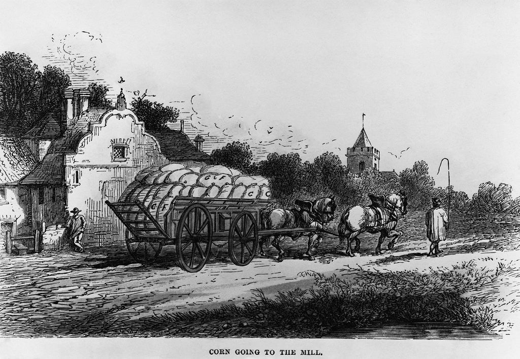 Detail of Corn Going to the Mill by Corbis