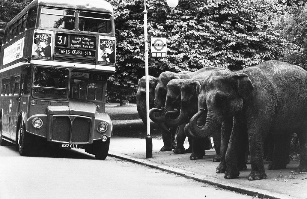 Detail of Elephants Queue at Battersea Park Bus Stop by Corbis