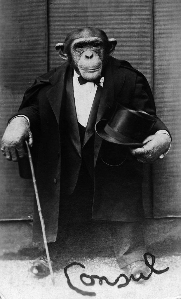 Detail of Chimpanzee Dressed in Evening Wear by Anonymous