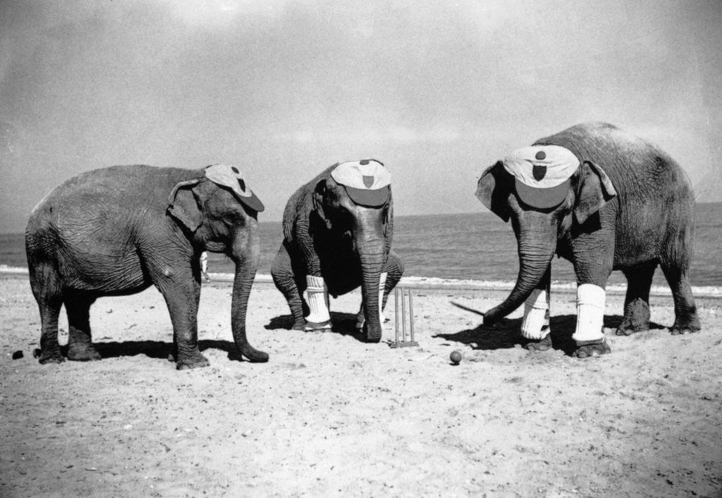Elephants Play Beach Cricket by Corbis