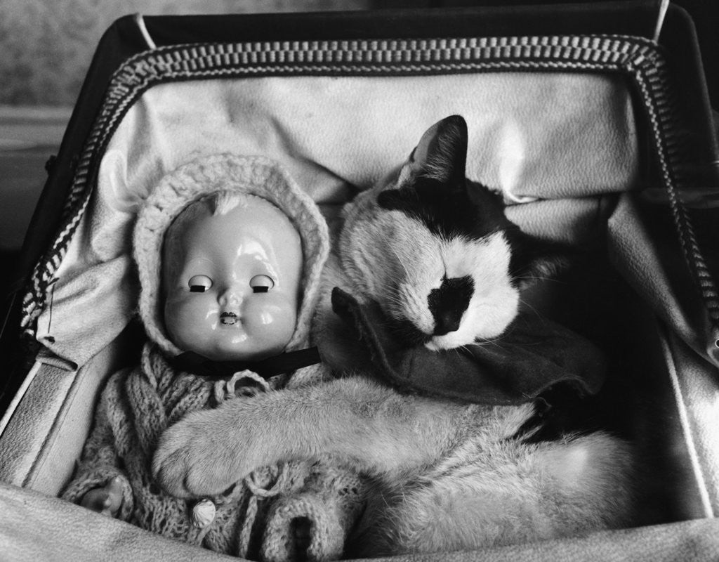 Detail of Cat Asleep in a Pram by Anonymous