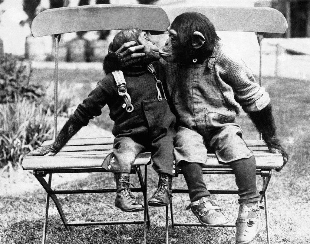 Detail of Chimpanzees Embracing by Anonymous