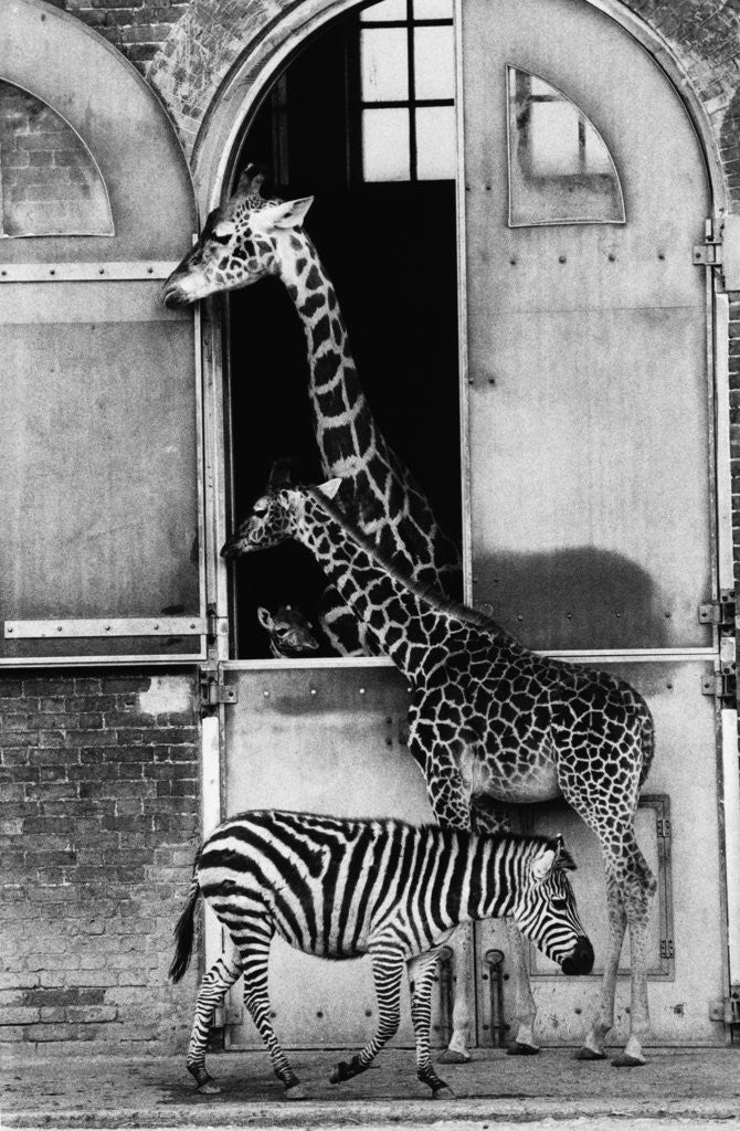 Detail of Giraffe Family and Zebra by Anonymous