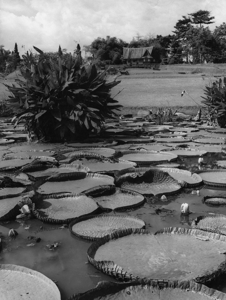 Detail of Lily Pads by Anonymous