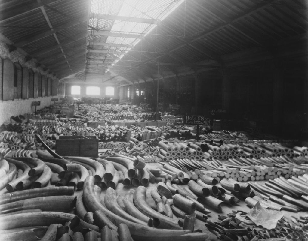 Detail of Ivory Sale in Warehouse by Corbis