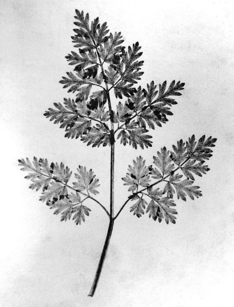 Detail of Still Life of Leaf, 1844 by Anonymous