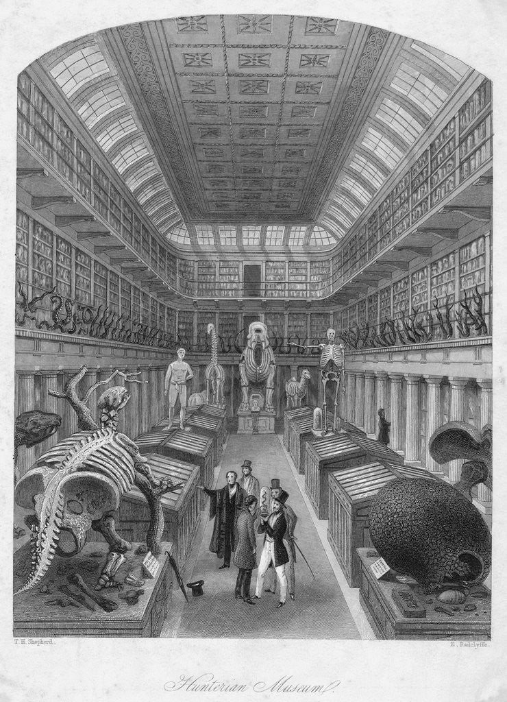 Detail of Hunterian Museum, Royal College Of Surgeons. by Anonymous
