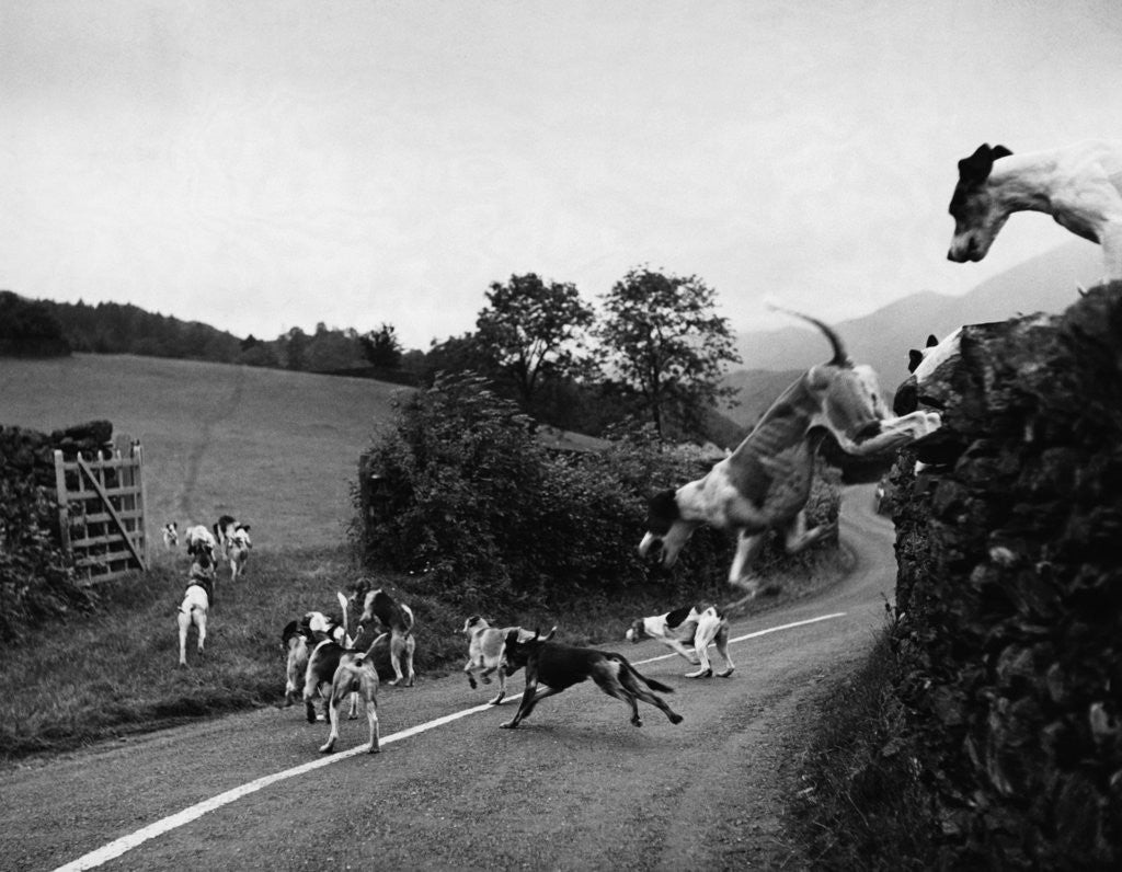 Detail of Hound Trailing by Anonymous