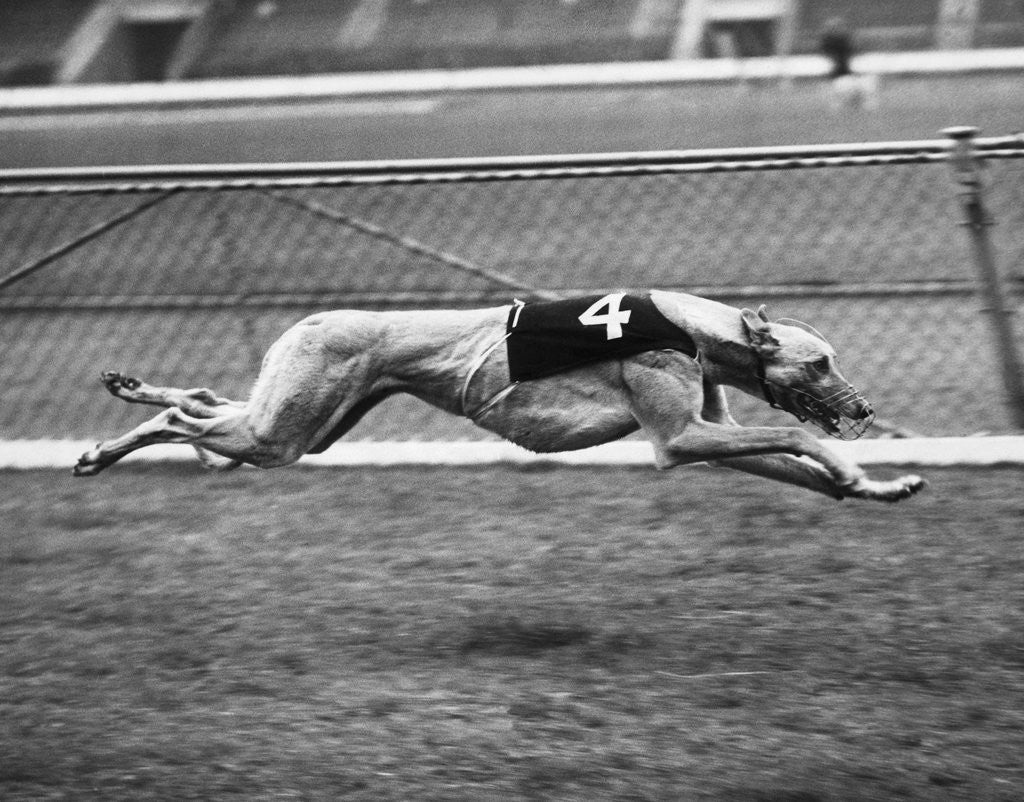 Detail of Racing Greyhound Wild Wolf by Anonymous