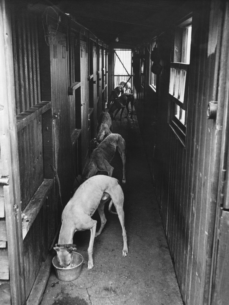 Detail of Greyhounds Being Fed in a Kennel by Corbis