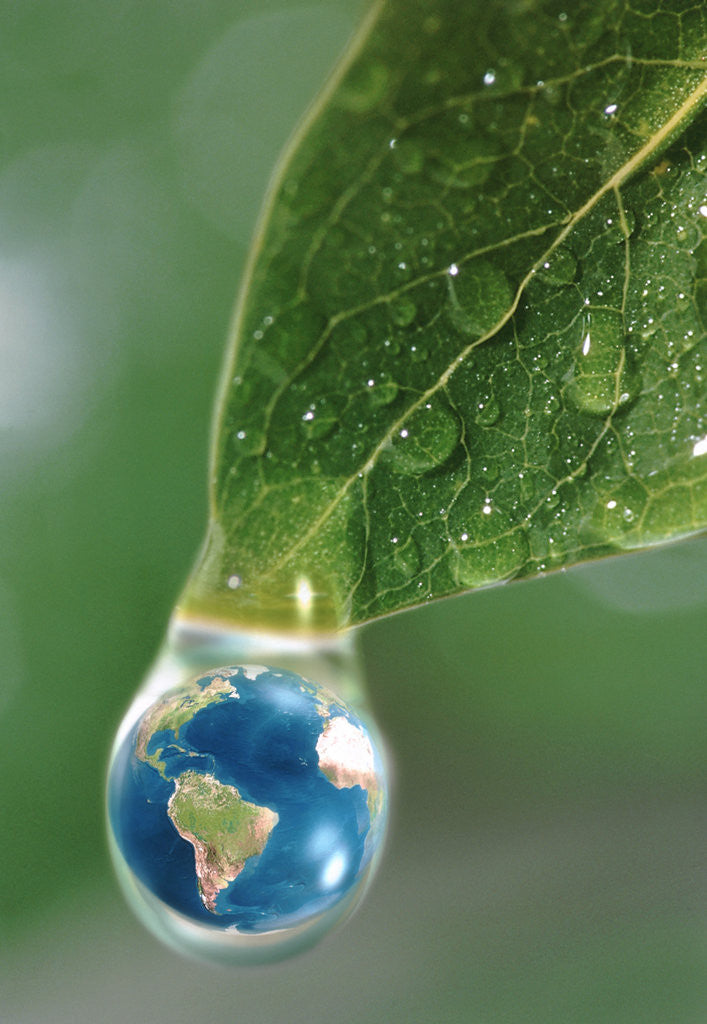 Detail of World in a Dewdrop by Anonymous