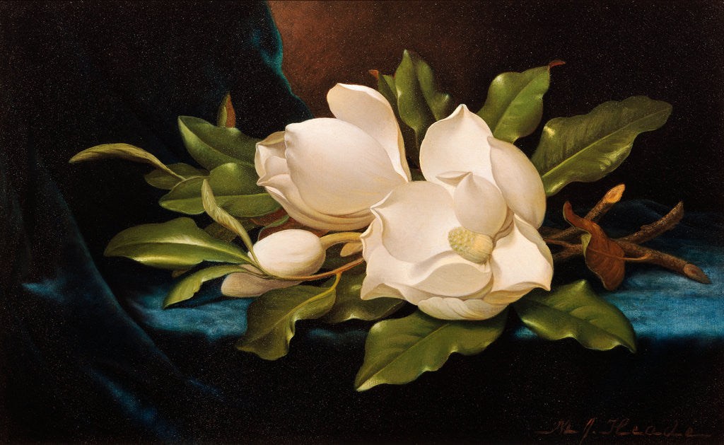 Detail of Giant Magnolias on Blue Cloth by Martin Johnson Heade