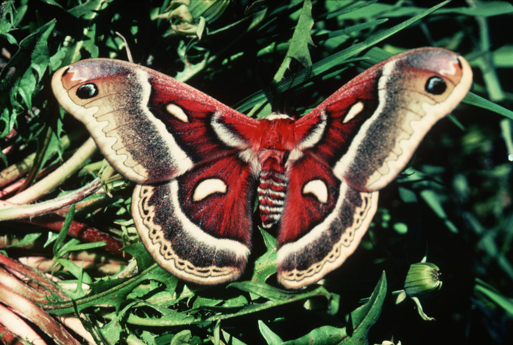 Detail of Cecropia Moth by Anonymous