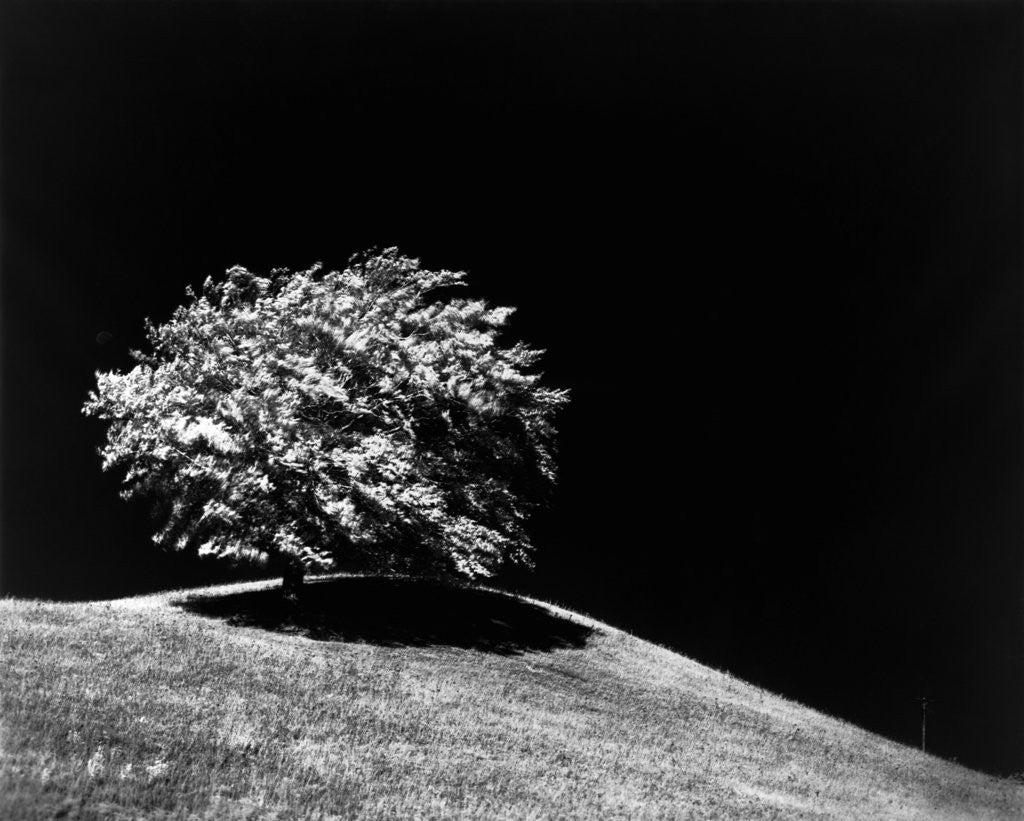 Detail of Lone Tree in Sunlight by Anonymous