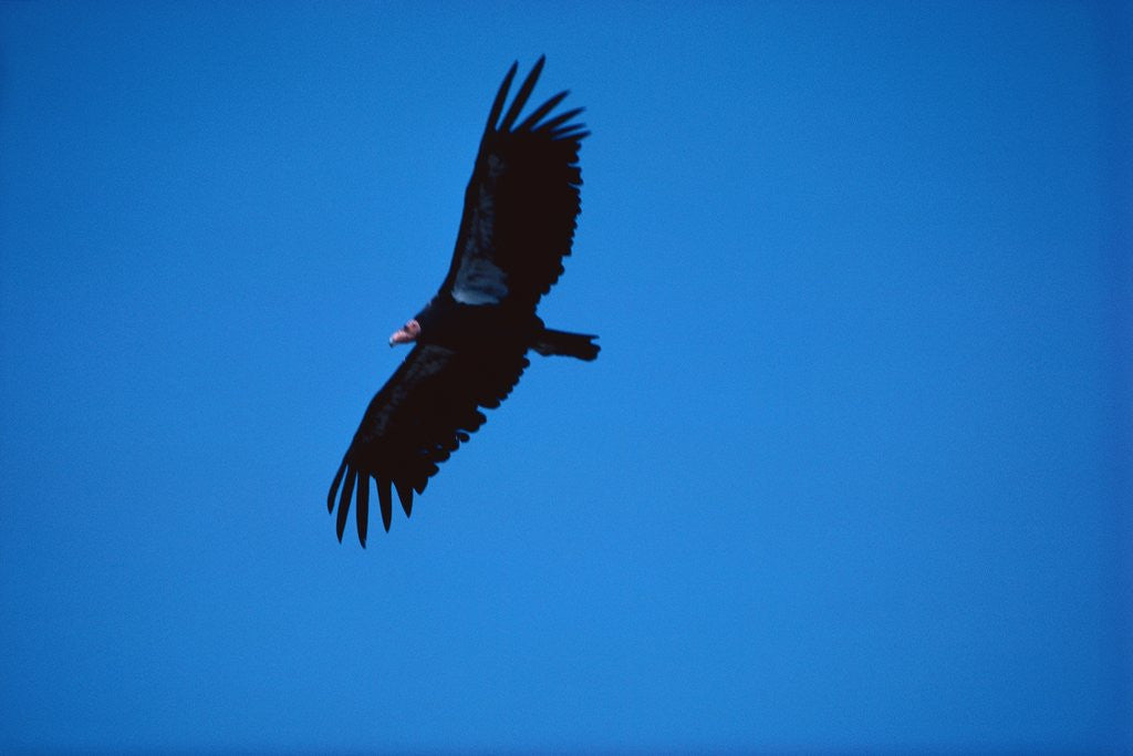 Detail of Soaring California Condor by Corbis