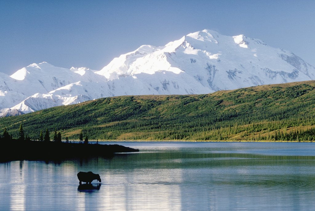 Detail of Mount McKinley and Feeding Moose by Anonymous