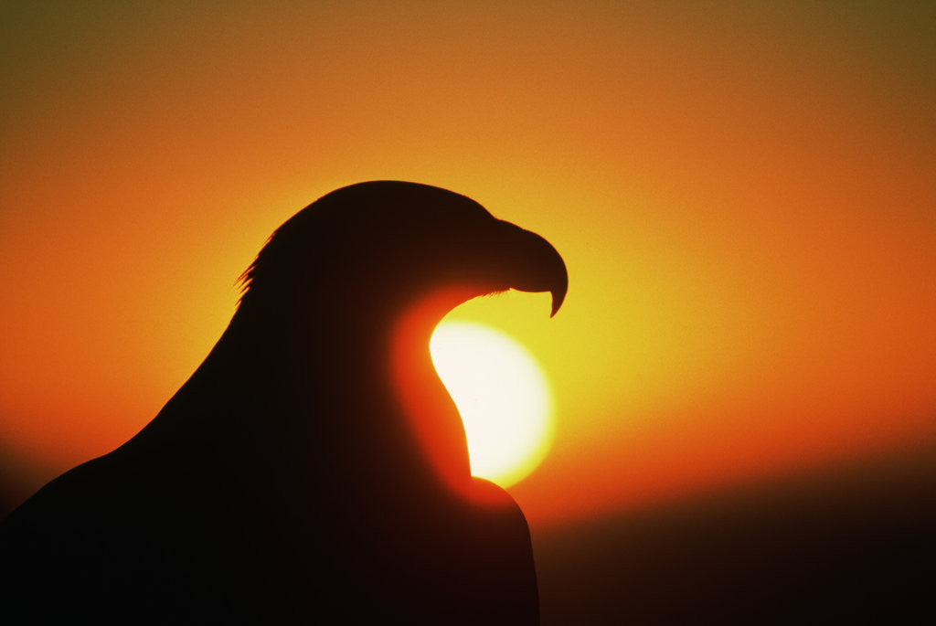 Detail of Golden Eagle at Sunrise by Corbis