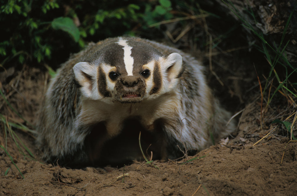 Detail of Snarling Badger at Den Opening by Anonymous