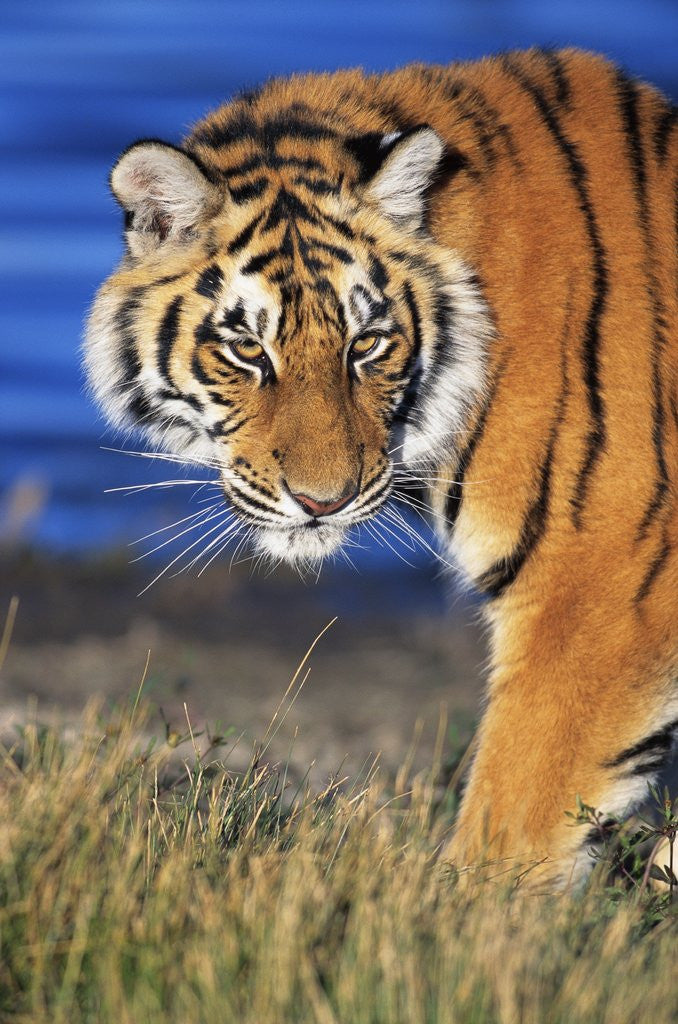 Detail of Bengal Tiger by Anonymous