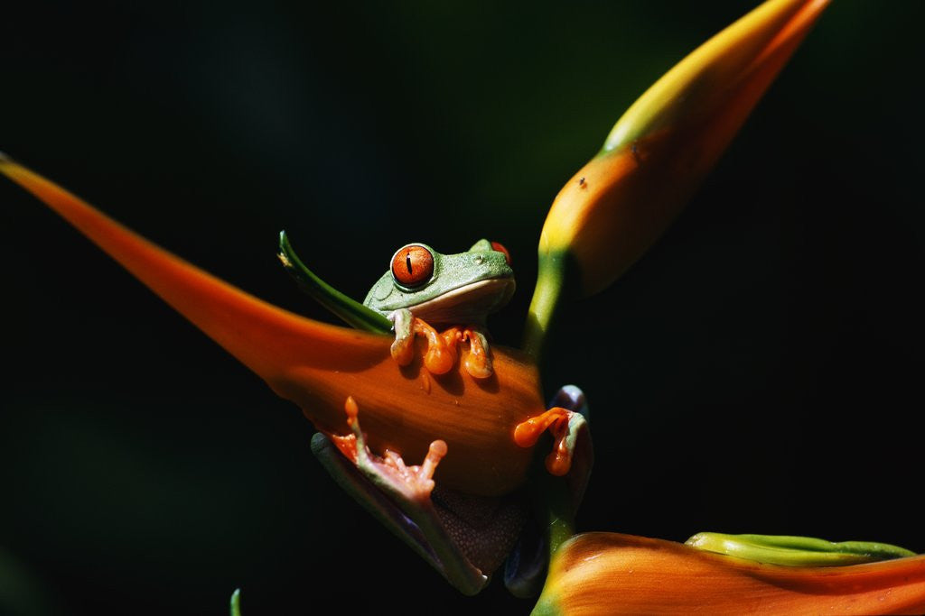 Detail of Red-Eyed Tree Frog on Ginger Plant by Anonymous