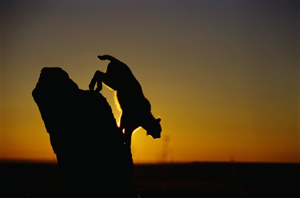 Detail of Bobcat Silhouette at Sunrise by Anonymous