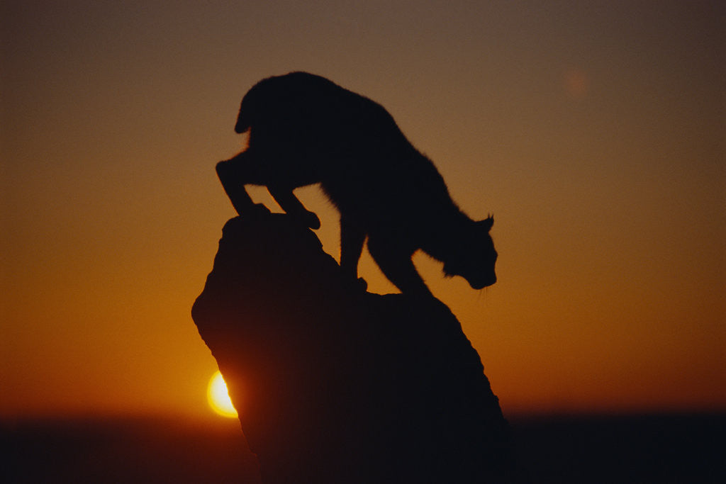 Detail of Bobcat Silhouette at Sunrise by Corbis