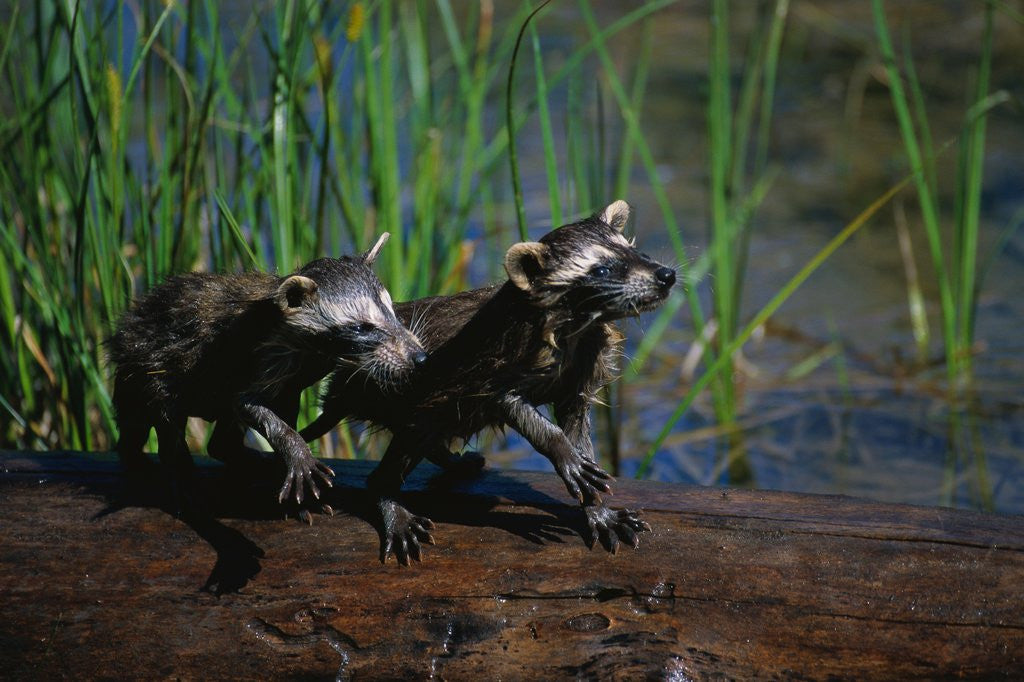 Detail of Young Raccoons after First Swim by Anonymous