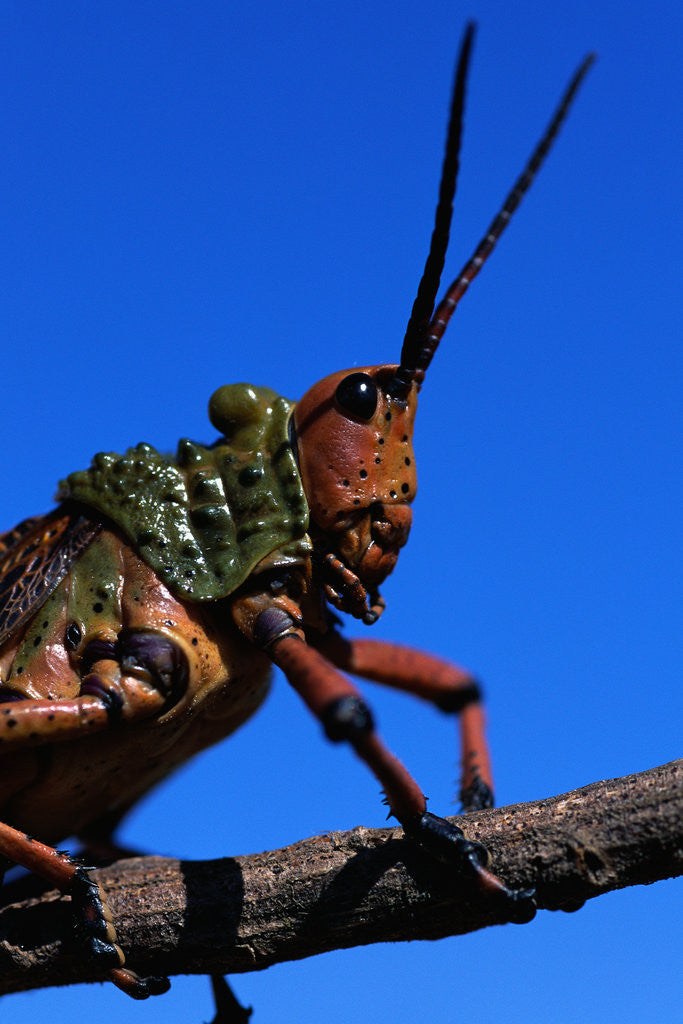 Detail of Grasshopper on a Branch by Anonymous