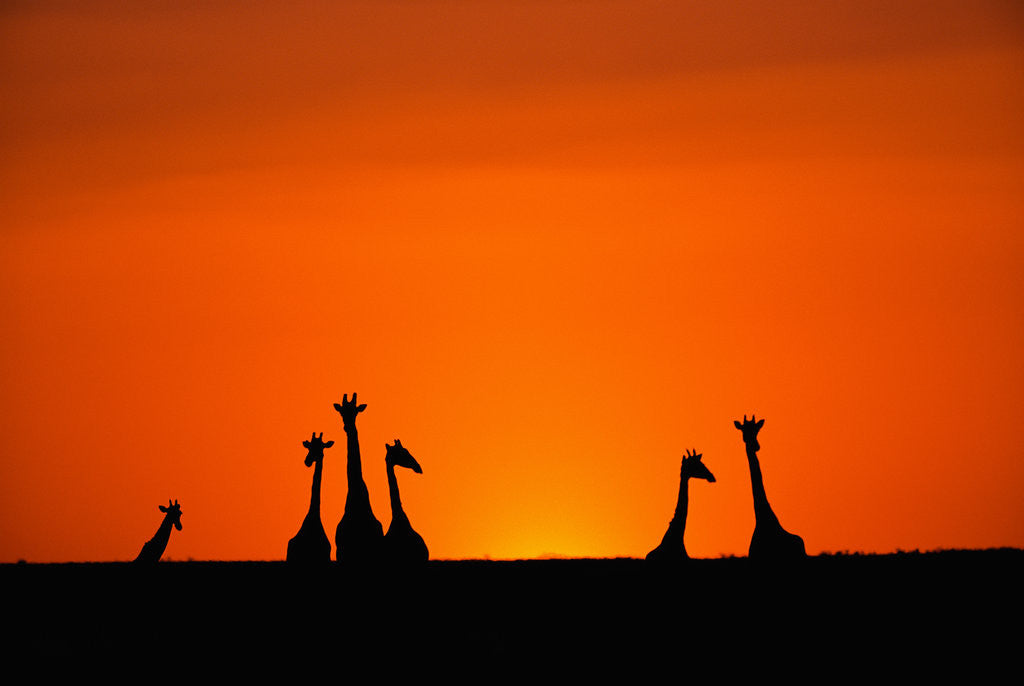 Detail of Giraffe Silhouettes at Sunset by Corbis