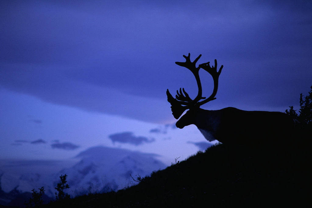 Detail of Caribou by Anonymous